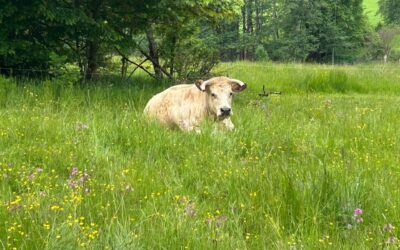 Neues aus der Goshala – Einblicke in unseren liebevollen Umgang mit den Kühen