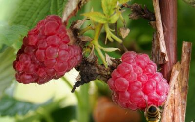 Unser Garten lebt – Vielfalt, Hingabe und jede Menge Handarbeit