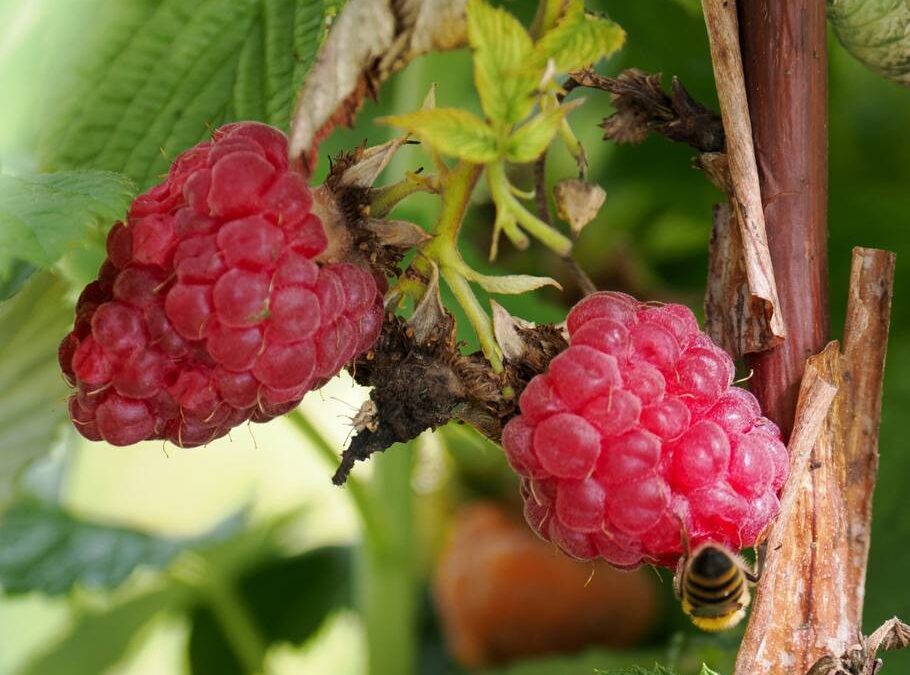 Unser Garten lebt – Vielfalt, Hingabe und jede Menge Handarbeit